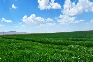 پیش‌بینی برداشت بیش از 70 هزار تن جو از مزارع خراسان جنوبی