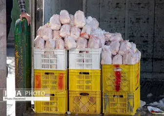 صادرات ۵ هزار تن مرغ به عراق در روزهای آینده 