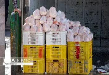 صادرات ۵ هزار تن مرغ به عراق در روزهای آینده 