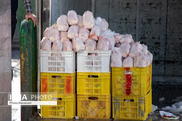 نظارت ۲۰ بازرس امنیت غذایی بر خودروهای حمل مرغ در قزوین