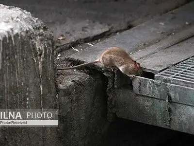 توضیح درباره چرایی رژه موش‌ها روی درختان/ اعلام مناطقی که بیشترین موش‌ را دارند