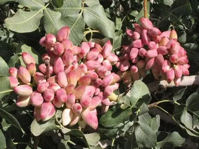 تولید ۳۲۰ هزار تن پسته در سال جاری