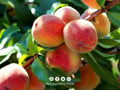 چرا سرمایه‌گذاران بر کاشت نهال میوه در استان لرستان سرمایه‌گذاری کنند؟
