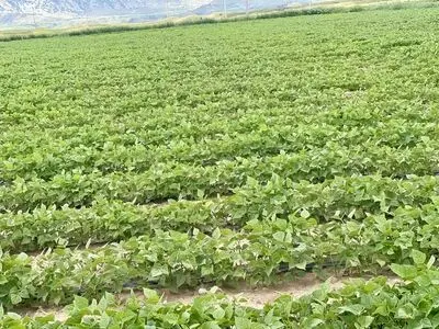 تغییر الگوی بارش‌ها با ال نینو و تحول در کشاورزی فارس
