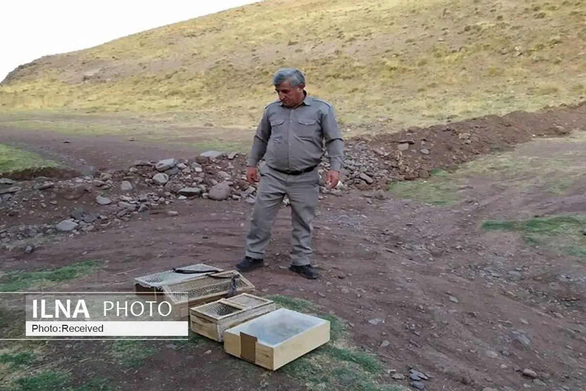 کشف محموله قاچاق سهره‌های طلایی در قزوین