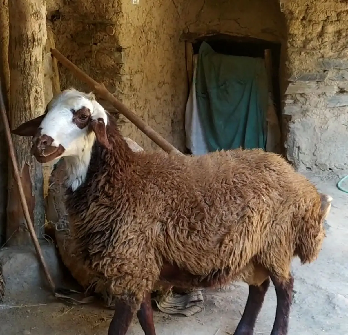 فروش گوسفند در تعویض روغنی/ صاحب مغازه بازداشت شد