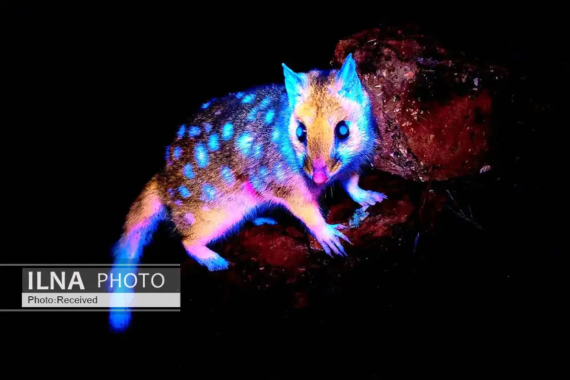 شگفتی‌های علم در قاب دوربین 