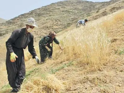 تجلیل از 12 کشاورز پیشرو در شهرستان سردشت 