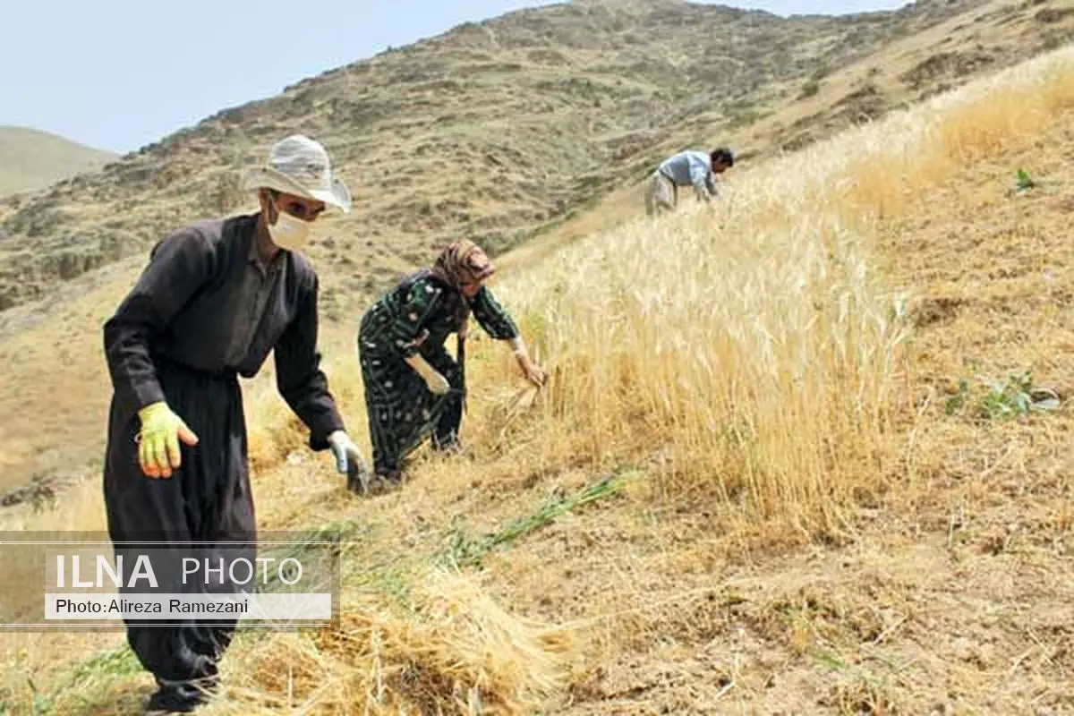 تجلیل از 12 کشاورز پیشرو در شهرستان سردشت 