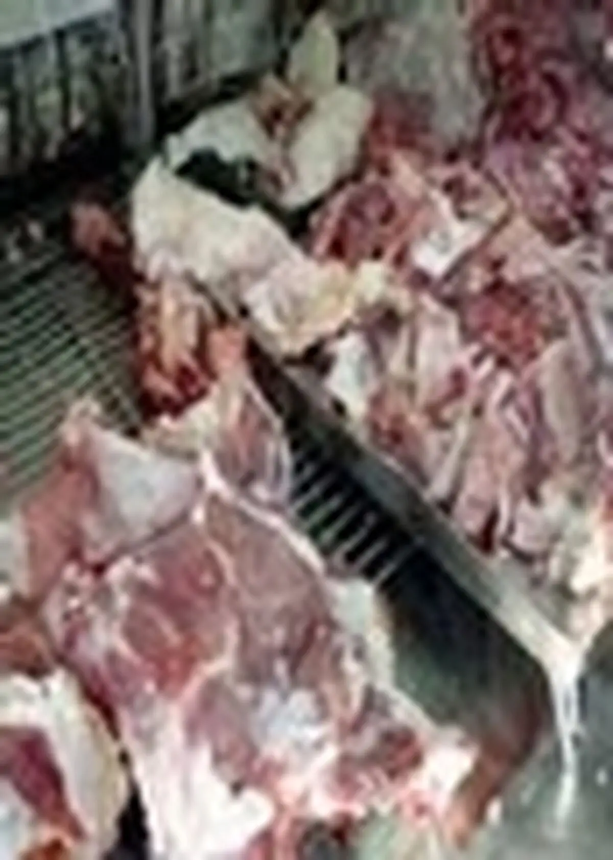 معدوم سازی ۸۲۰۳ کیلوگرم فرآورده خام دامی در دزفول