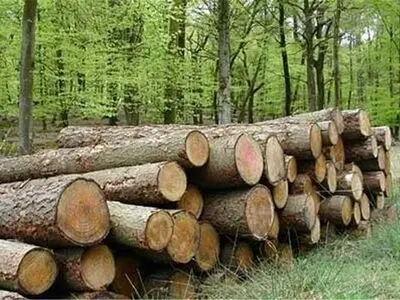 کشف 3 تن چوب قاچاق به ارزش ریالی 24 میلیون ریال در لاهیجان