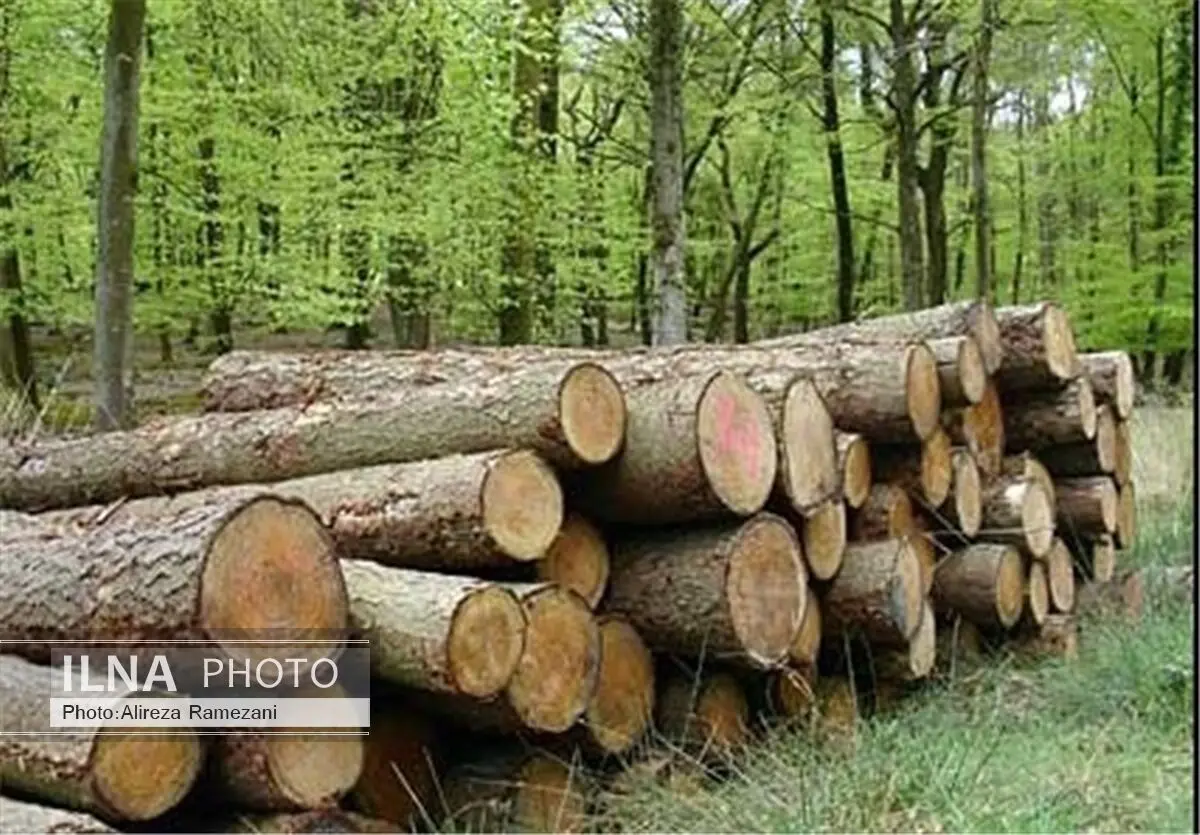 کشف 3 تن چوب قاچاق به ارزش ریالی 24 میلیون ریال در لاهیجان