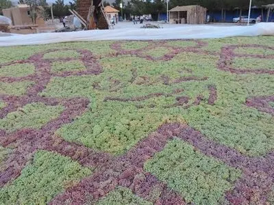 چهارمین جشنواره انگور ارومیه برگزار خواهد شد