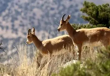 سازمان محیط‌زیست از وظایف ذاتی خود برای حفاظت از حیات وحش دور شده است