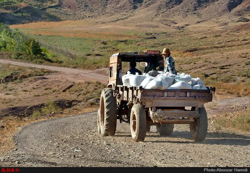 آخرین برداشت خوشه های طلایی برنج در "روستای پارودبار"رودبار گیلان