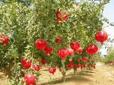 برگزاری نخستین جشنواره "انار ،یاقوت بهشت "در روستای توچال پاکدشت 