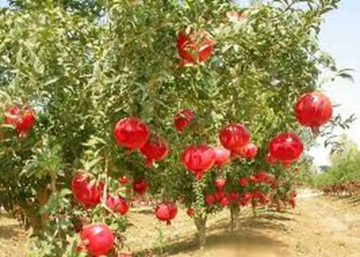 آغاز خرید توافقی محصول انار در فارس