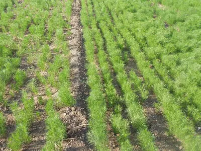 حدود ۶ هزار هکتار از مزارع دیم گلستان زیر کشت زیره سبز رفته است