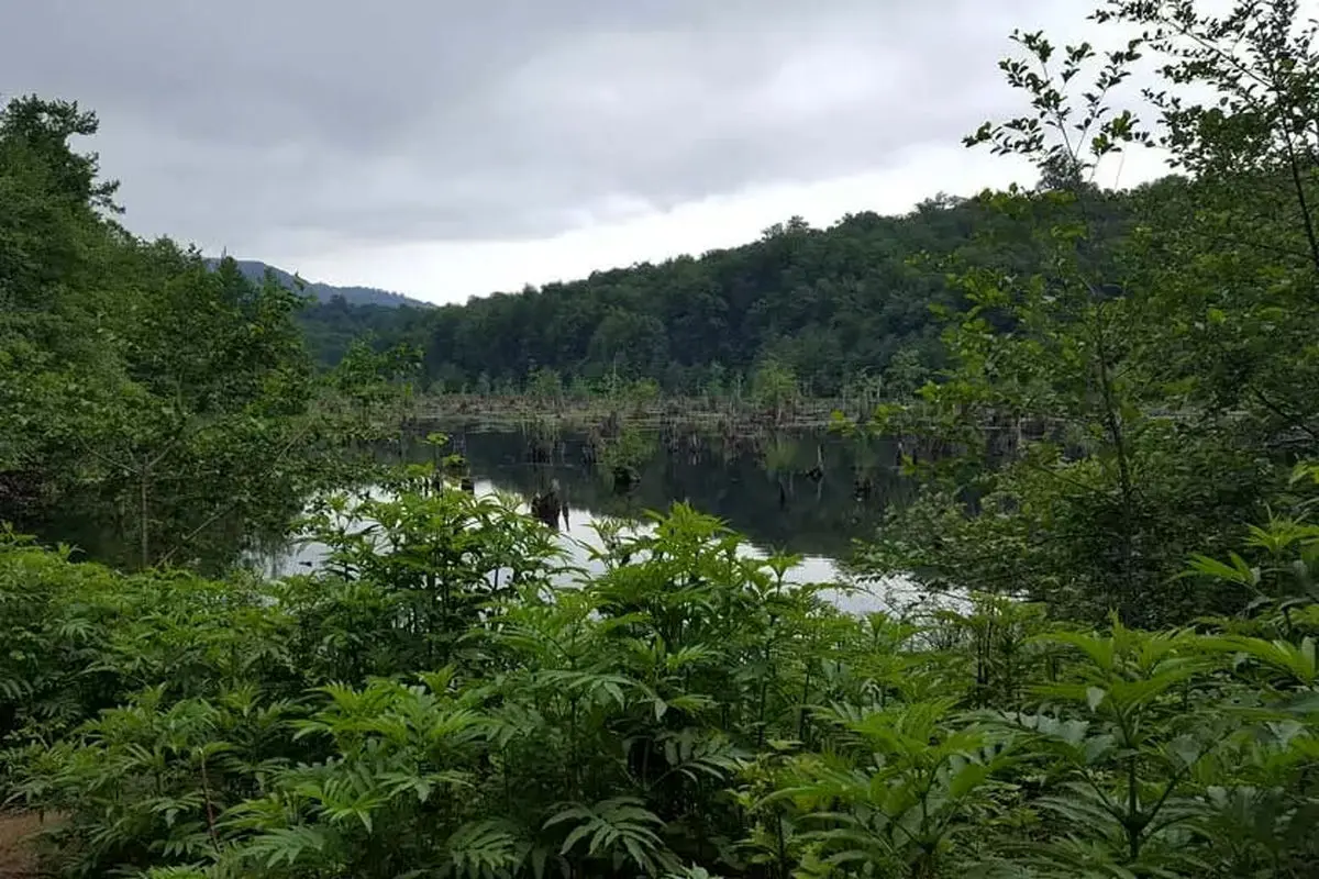 مسیرهای منتهی به جنگل‌های نوشهر مسدود شد