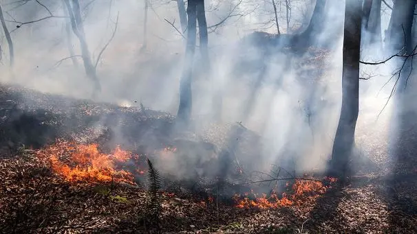 ۶ هزار متر مربع از مناطق جنگلی گیلان دچار آتش سوزی شدند