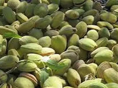 ۲۰ هزار هکتار از باغات چهارمحال و بختیاری به کشت بادام اختصاص دارد