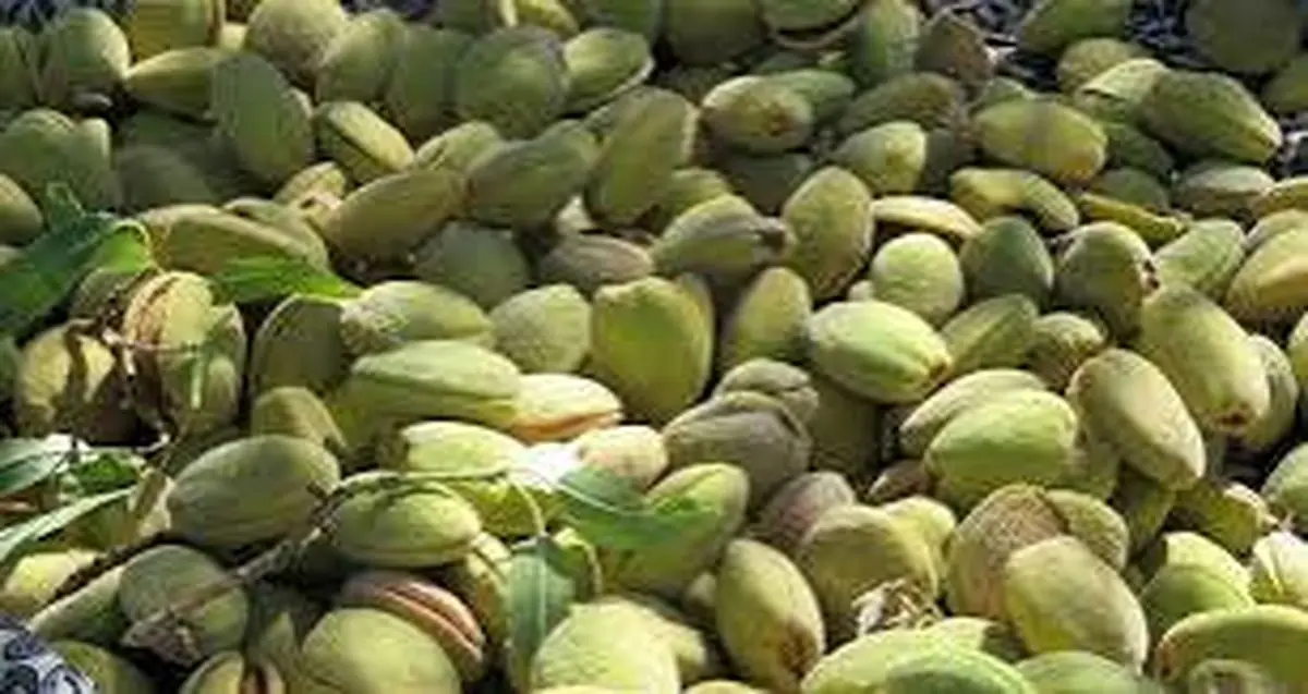 ۲۰ هزار هکتار از باغات چهارمحال و بختیاری به کشت بادام اختصاص دارد
