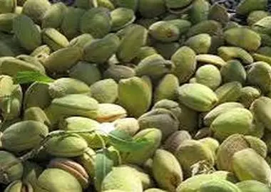 ۲۰ هزار هکتار از باغات چهارمحال و بختیاری به کشت بادام اختصاص دارد