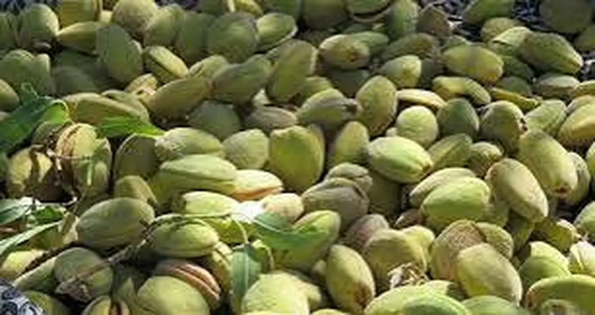 ۲۰ هزار هکتار از باغات چهارمحال و بختیاری به کشت بادام اختصاص دارد