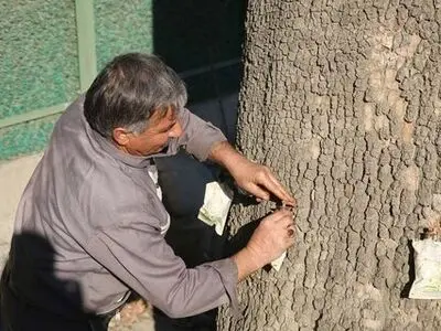 درختان چنار کرج با متدولوژی درون درمانی بازیابی می‌شوند