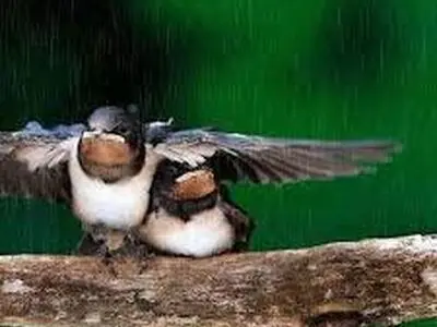 از خودگذشتگی عاشقانه یک گنجشک برای نجات همسرش/فیلم