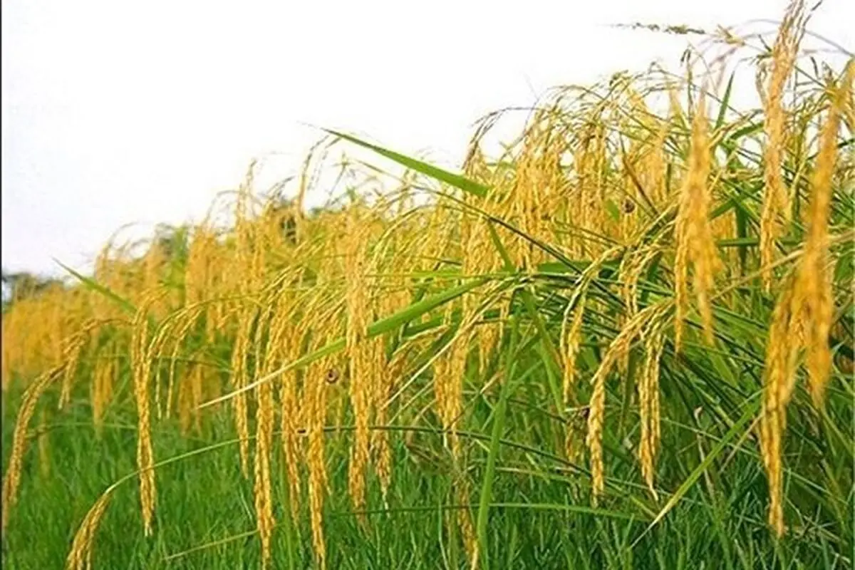 کشت راتون در ۵۵ هزار هکتار از اراضی شالیزاری گیلان