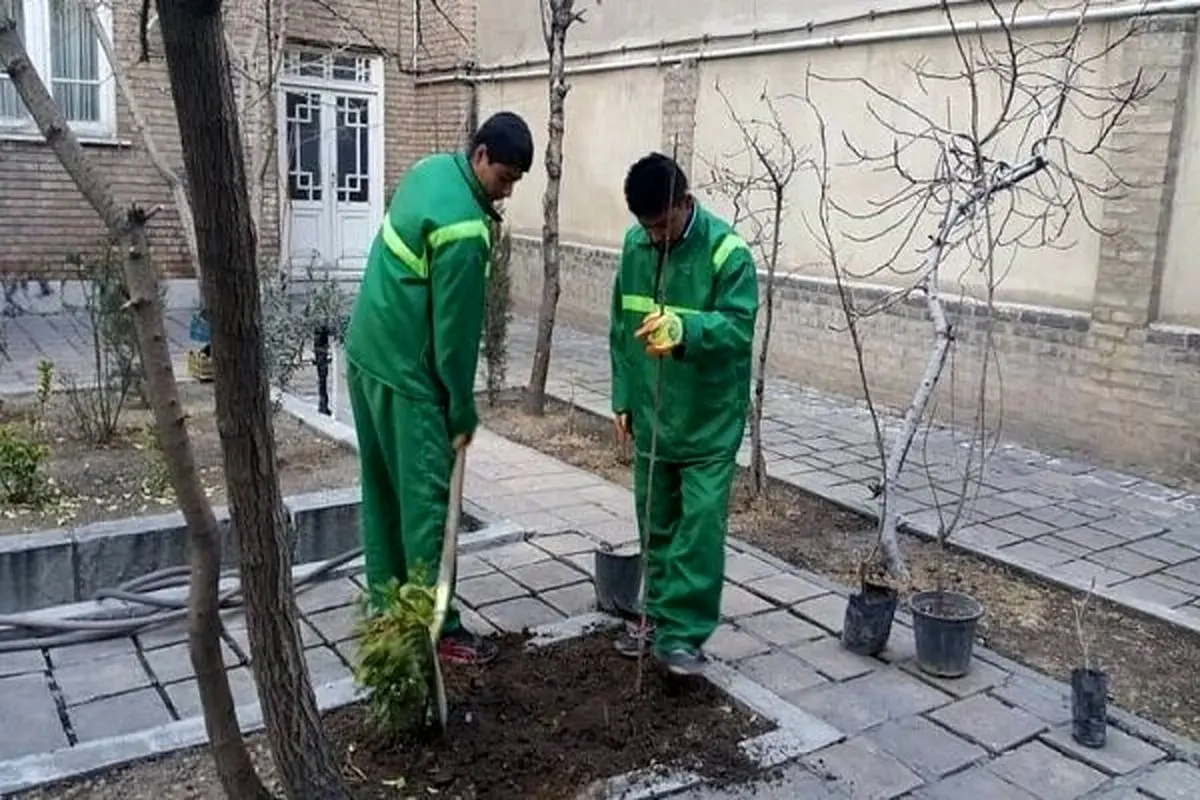 آغاز کاشت نهال در منزل شهروندان تهرانی