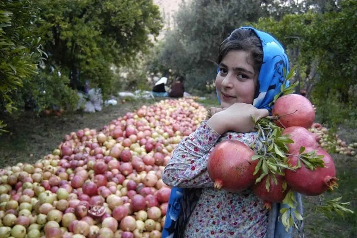 دلیل عدم برگزاری جشنواره انار  بدنام کردن آن بود /  فرصتی که سوخت 