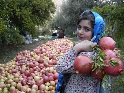 دلیل عدم برگزاری جشنواره انار  بدنام کردن آن بود /  فرصتی که سوخت 