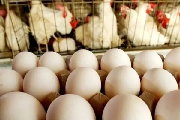 Iraq banned imports of Iranian eggs under Turkish pressure: Official