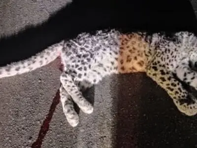 یک قلاده پلنگ در حاشیه منطقه حفاظت‌شده مله گاله تلف شد 