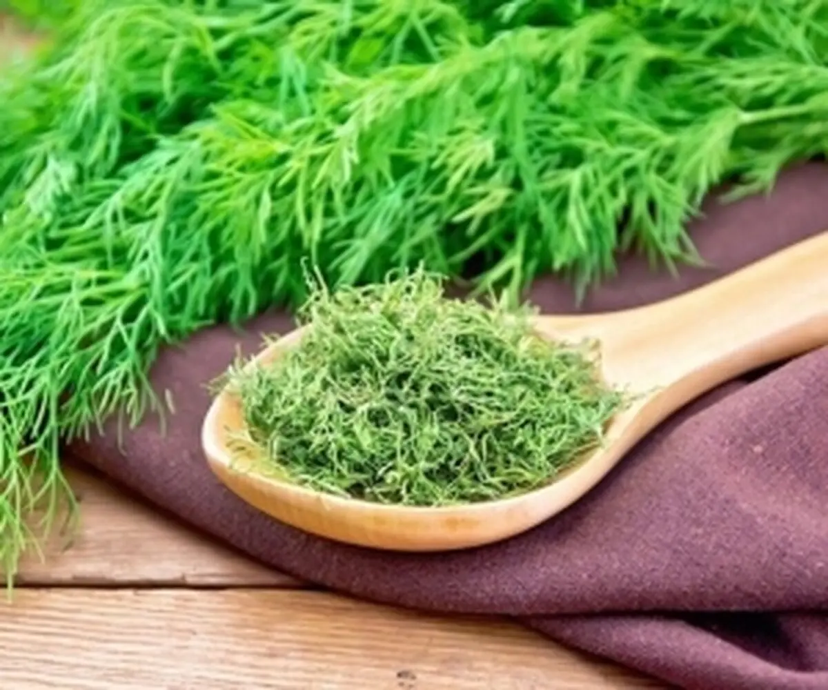 شوید را چگونه سبز و خوشرنگ خشک کنیم؟