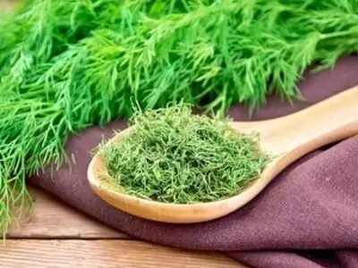 شوید را چگونه سبز و خوشرنگ خشک کنیم؟