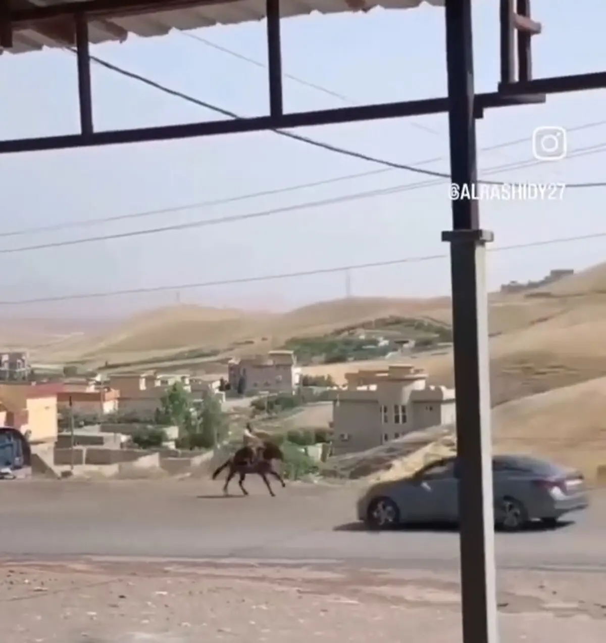 تصادف اسب با ماشین در کردستان + فیلم