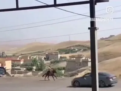 تصادف اسب با ماشین در کردستان + فیلم