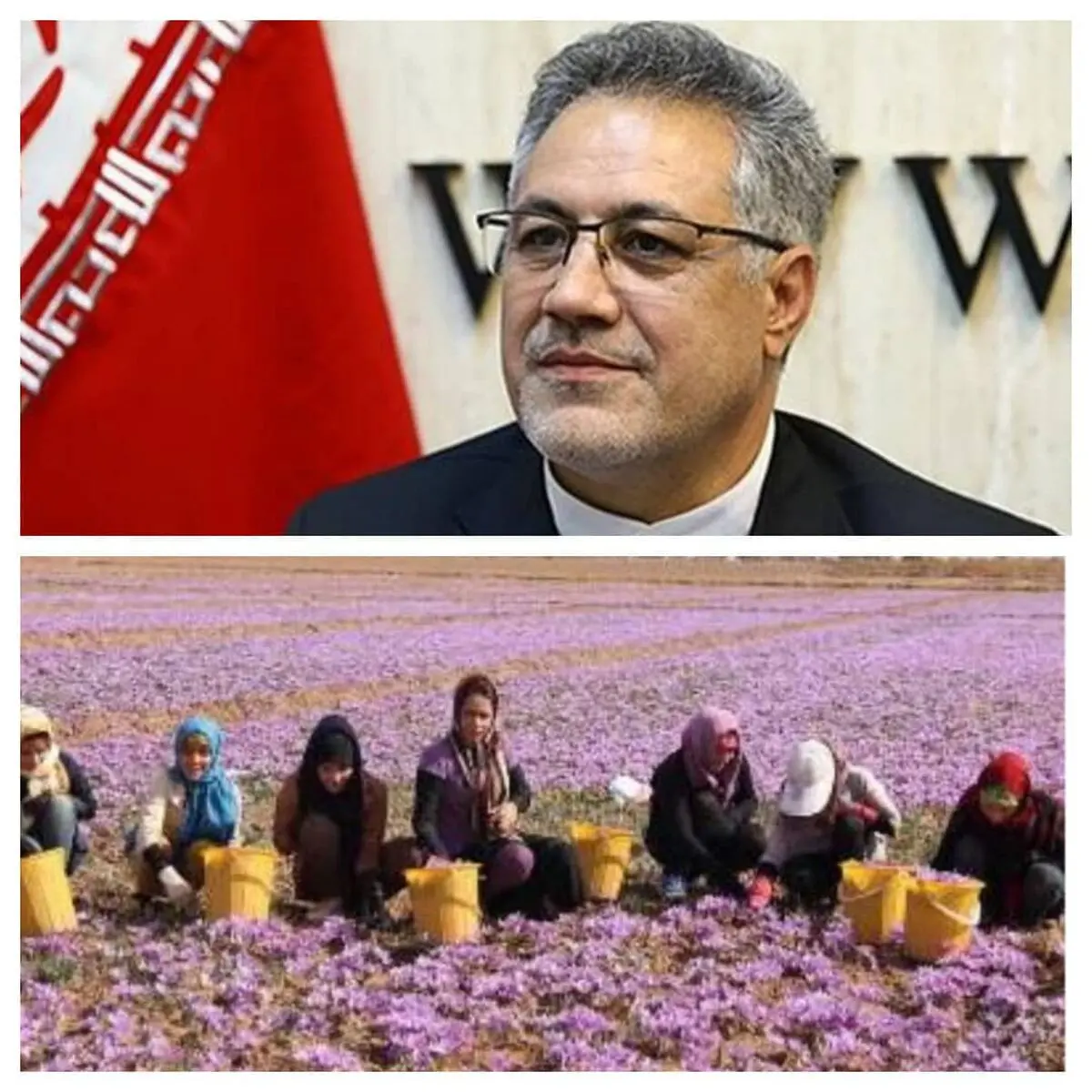 سخنگوی کمیسیون کشاورزی مجلس:اجازه ورود دلالان و مافیای زعفران را به بورس کالا نمی‌دهیم 