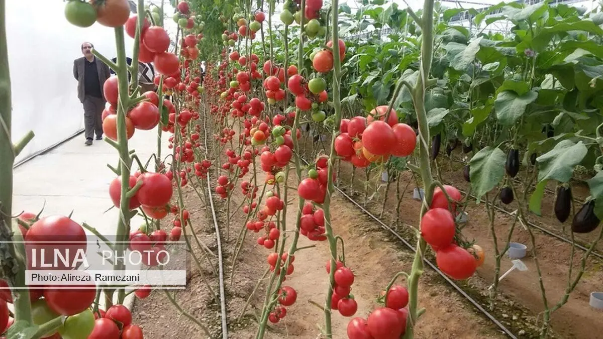 فرایند کار در واحدهای گلخانه‌ای بازنگری شود