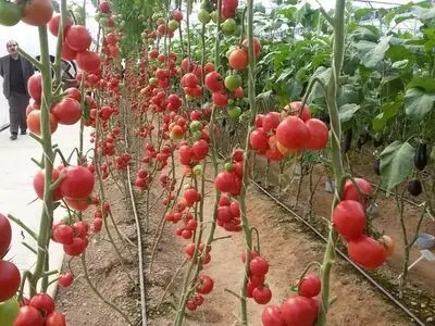 فرایند کار در واحدهای گلخانه‌ای بازنگری شود