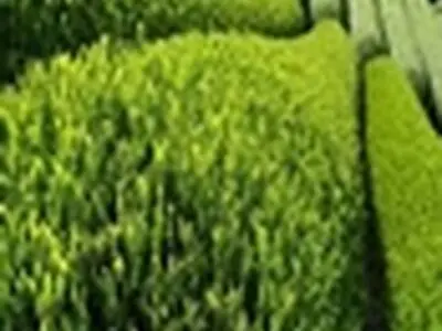 یکی از ضعف های مهم صنعت چای، دور بودن از مباحثعلمی است