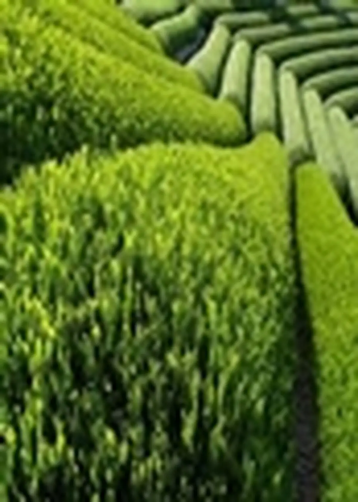 یکی از ضعف های مهم صنعت چای، دور بودن از مباحثعلمی است