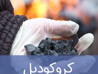 بلایی که ماده مخدر کروکودیل سر بدن می آورد + اینفوگرافیک