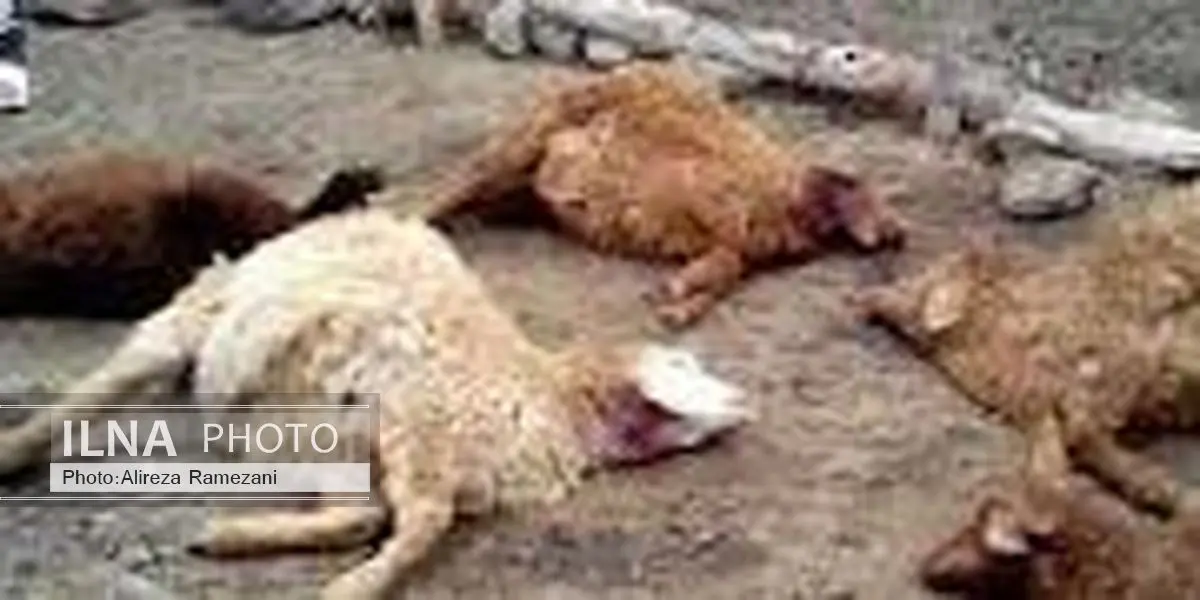 حیوان وحشی 30 راس گوسفند را در قلعه گنج درید