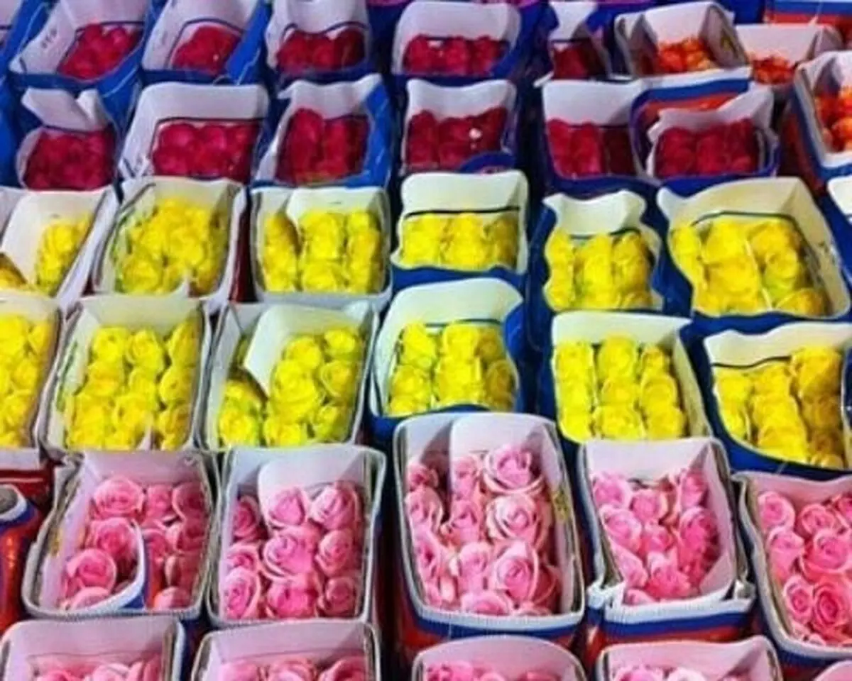 گل رز به شاخه‌ای ۱۱ هزار تومان رسید/ افزایش ۵۰ درصدی قیمت گل در روز زن