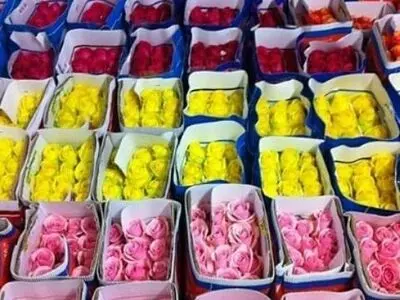 گل رز به شاخه‌ای ۱۱ هزار تومان رسید/ افزایش ۵۰ درصدی قیمت گل در روز زن