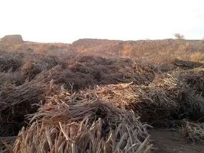 حال زار تاغزارهای دامغان با تصمیمات غیرزیست محیطی/ قطع تاغزارها با هماهنگی اداره کل منابع طبیعی سمنان بود